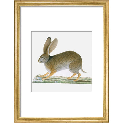 Hare print in gold frame