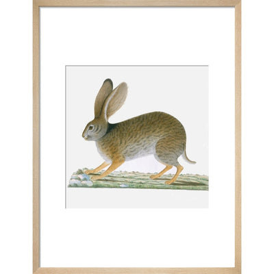 Hare in natural frame