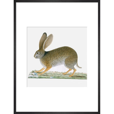 Hare print in black frame
