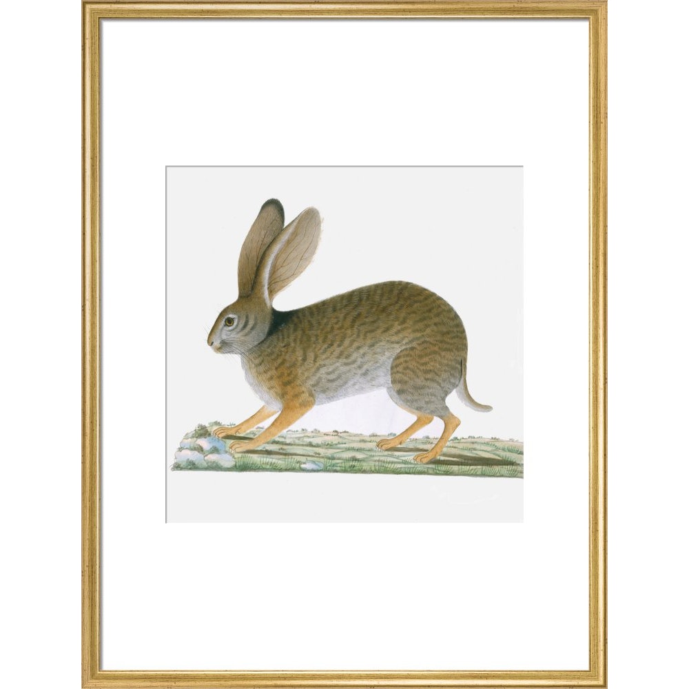 Hare print in gold frame