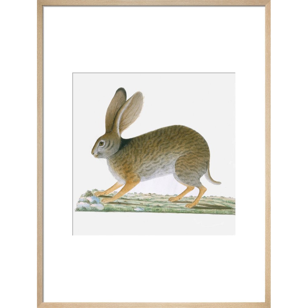 Hare print in natural frame