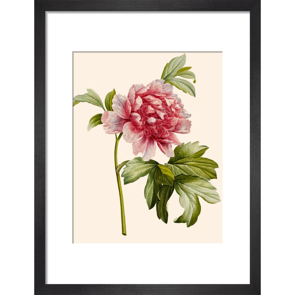 Paeonia (Tree peony) print in black frame