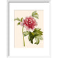 Paeonia (Tree peony) print in white frame