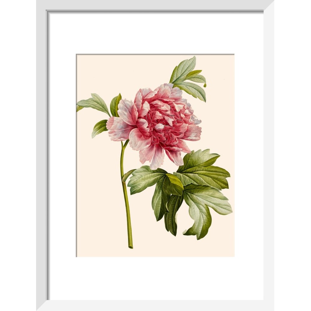 Paeonia (Tree peony) print in white frame