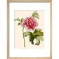 Paeonia (Tree peony) print in natural frame