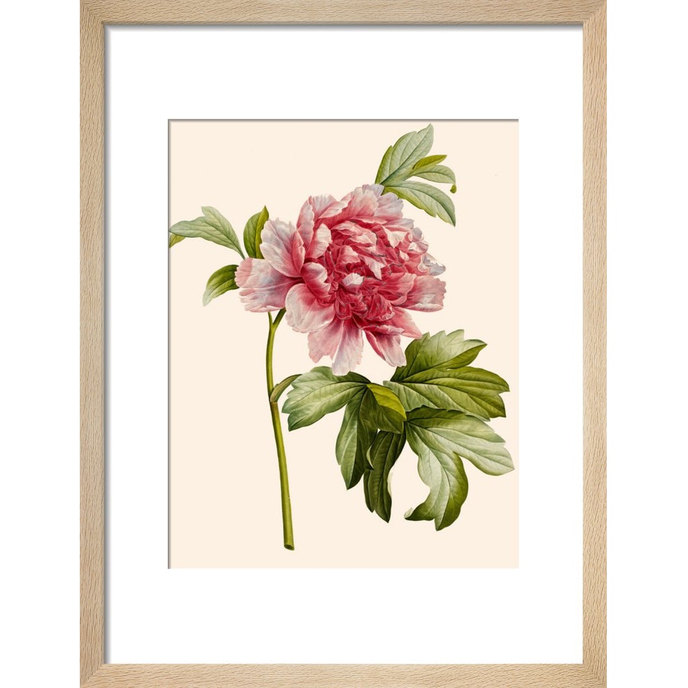 Paeonia (Tree peony) print in natural frame