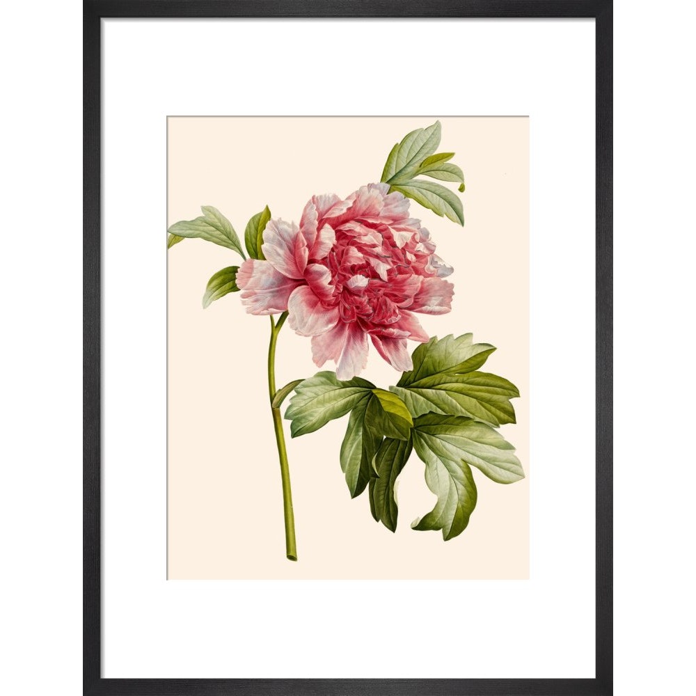 Paeonia (Tree peony) print in black frame