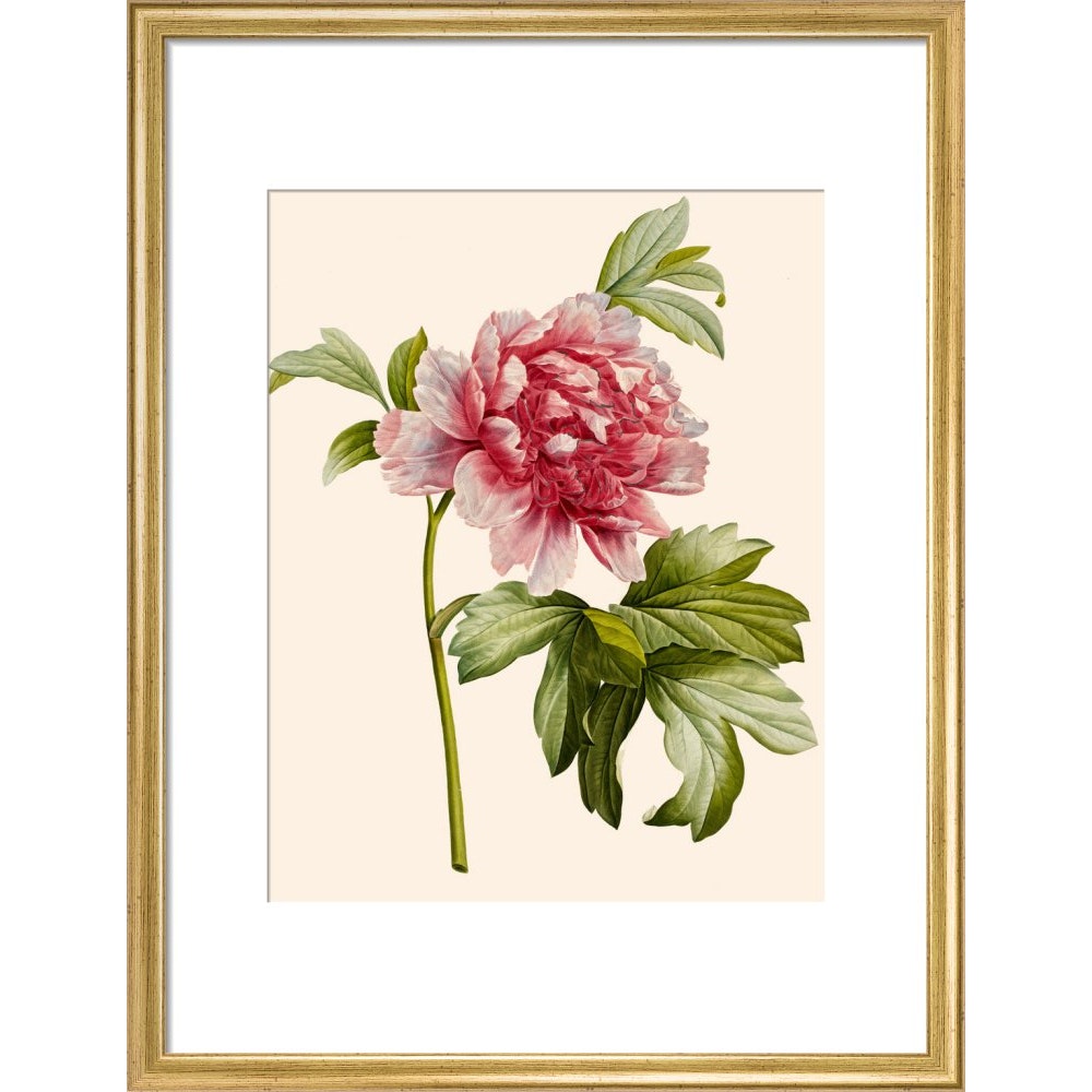 Paeonia (Tree peony) print in gold frame