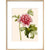 Paeonia (Tree peony) print in natural frame