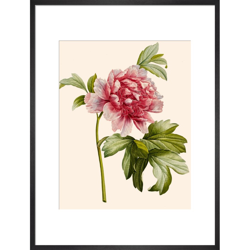 Paeonia (Tree peony) print in black frame