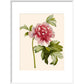 Paeonia (Tree peony) print in white frame