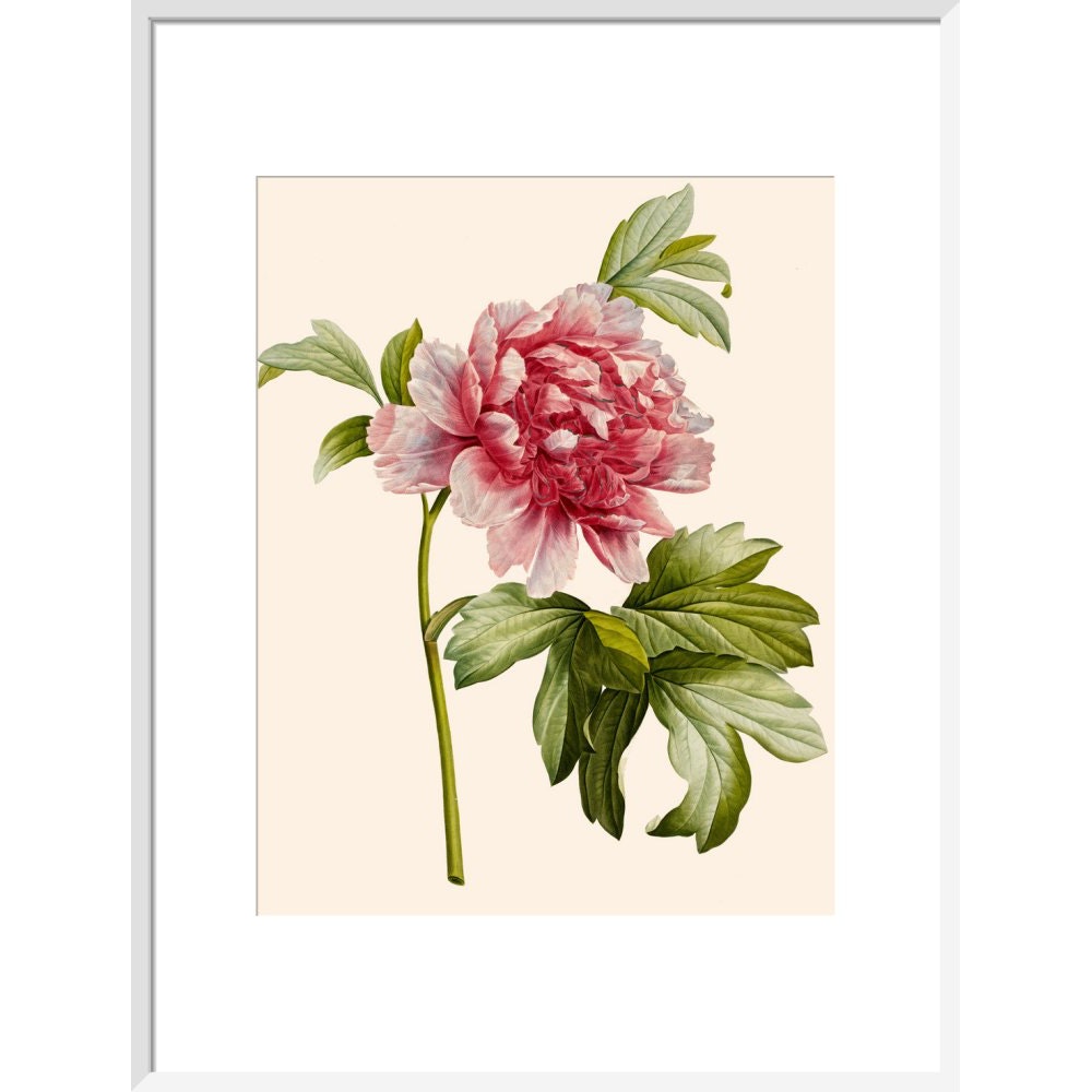 Paeonia (Tree peony) print in white frame
