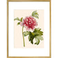 Paeonia (Tree peony) print in gold frame