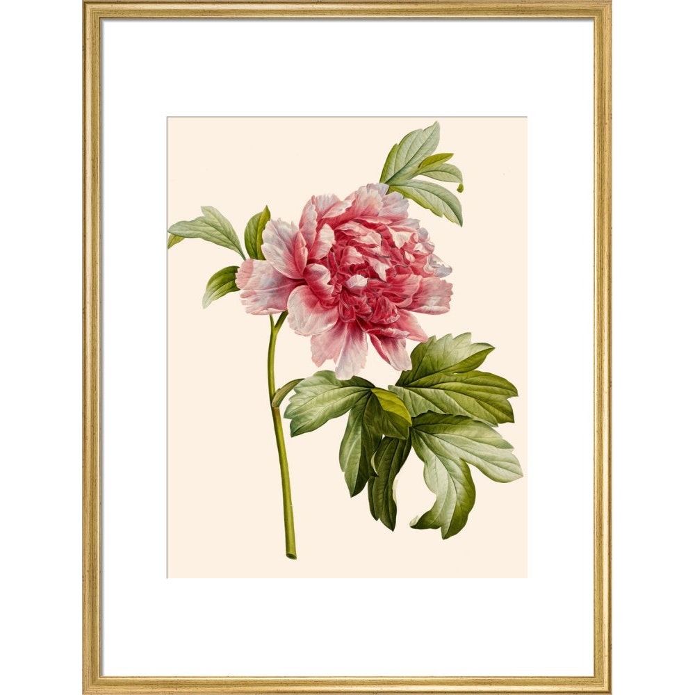 Paeonia (Tree peony) print in gold frame