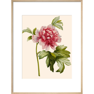 Paeonia (Tree peony) print in natural frame