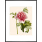 Paeonia (Tree peony) print in black frame