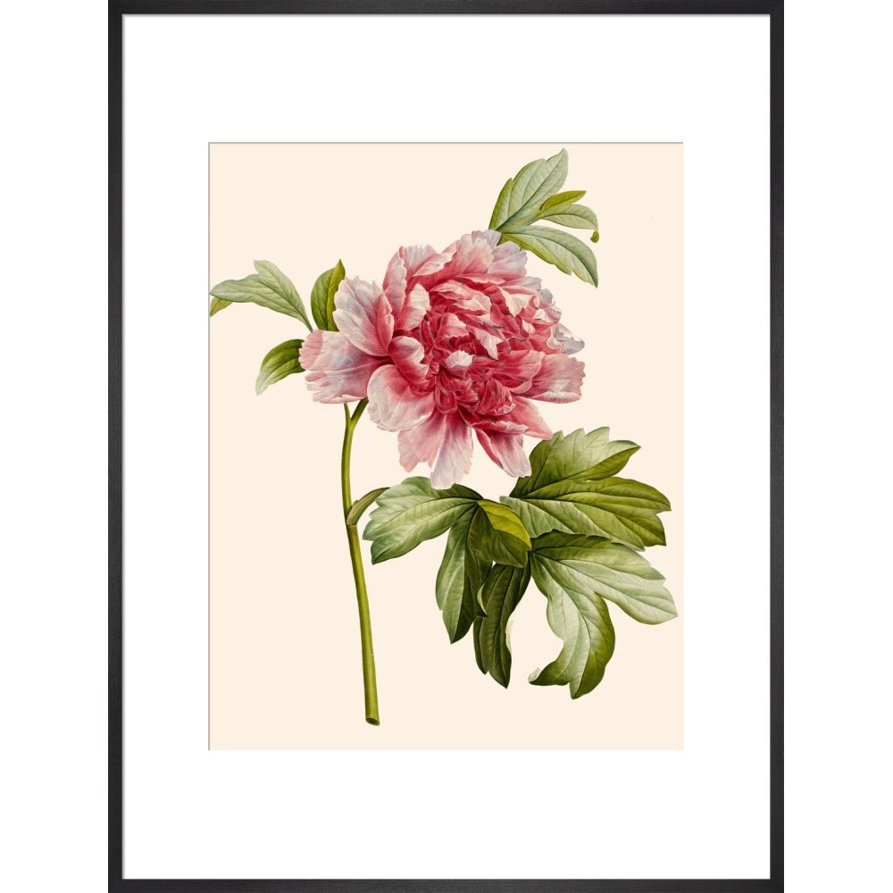 Paeonia (Tree peony) print in black frame