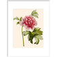 Paeonia (Tree peony) print in white frame