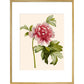 Paeonia (Tree peony) print in gold frame