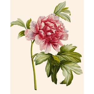 Paeonia (Tree peony) print