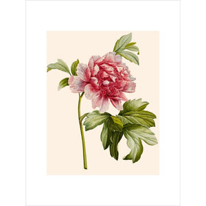 Paeonia (Tree peony) print unframed