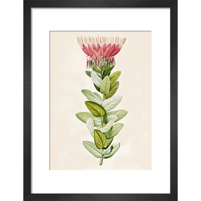 Protea (Sugar bush) print in black frame