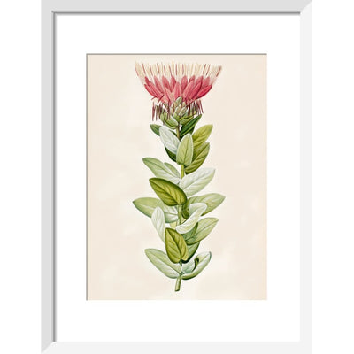 Protea (Sugar bush) print in white frame