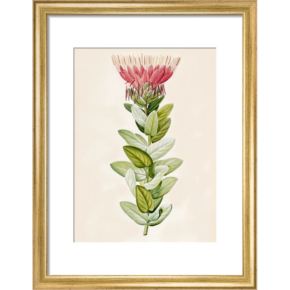 Protea (Sugar bush) print in gold frame