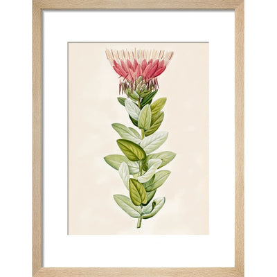 Protea (Sugar bush) print natural frame