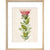 Protea (Sugar bush) print in natural frame
