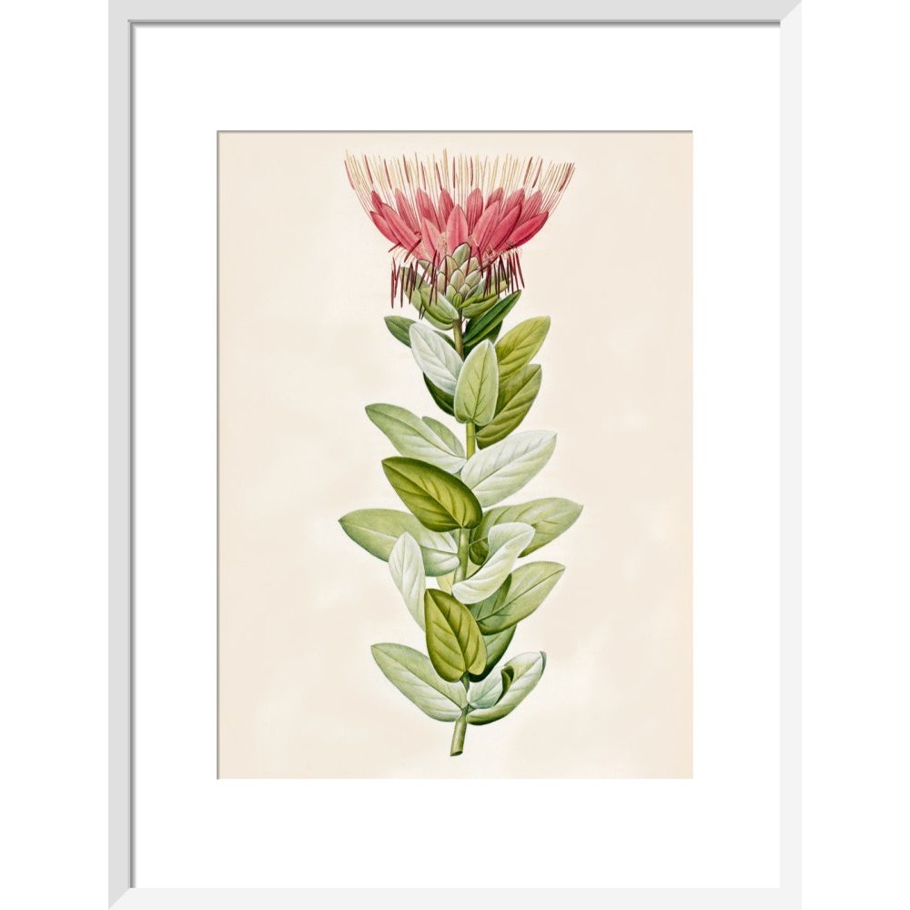 Protea (Sugar bush) print in white frame