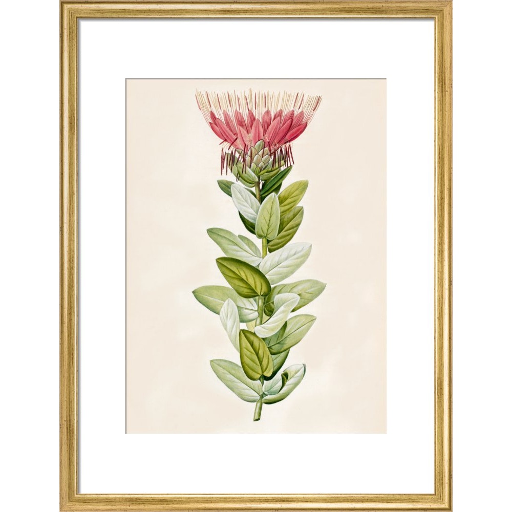 Protea (Sugar bush) print in gold frame