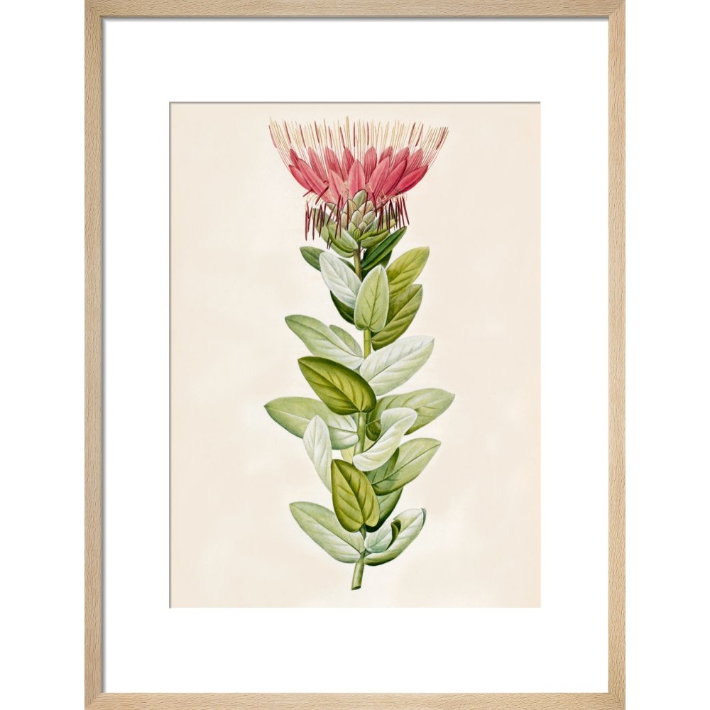 Protea (Sugar bush) print natural frame