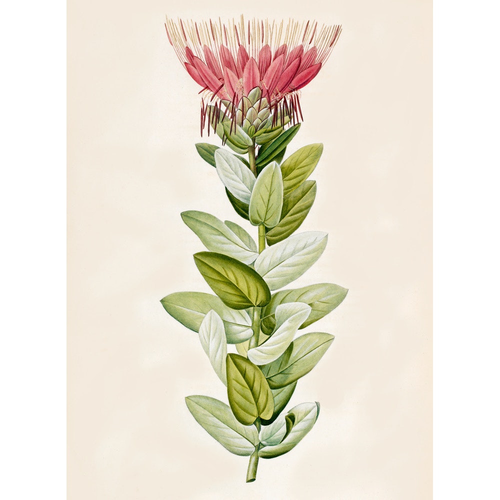 Protea (Sugar bush) print