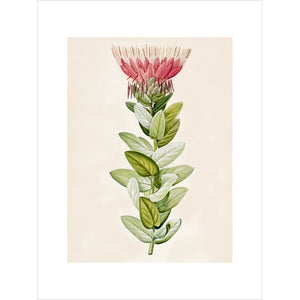 Protea (Sugar bush) print unframed