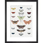 Butterflies print in black frame