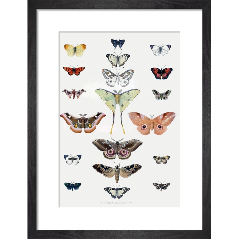 Butterflies print in black frame