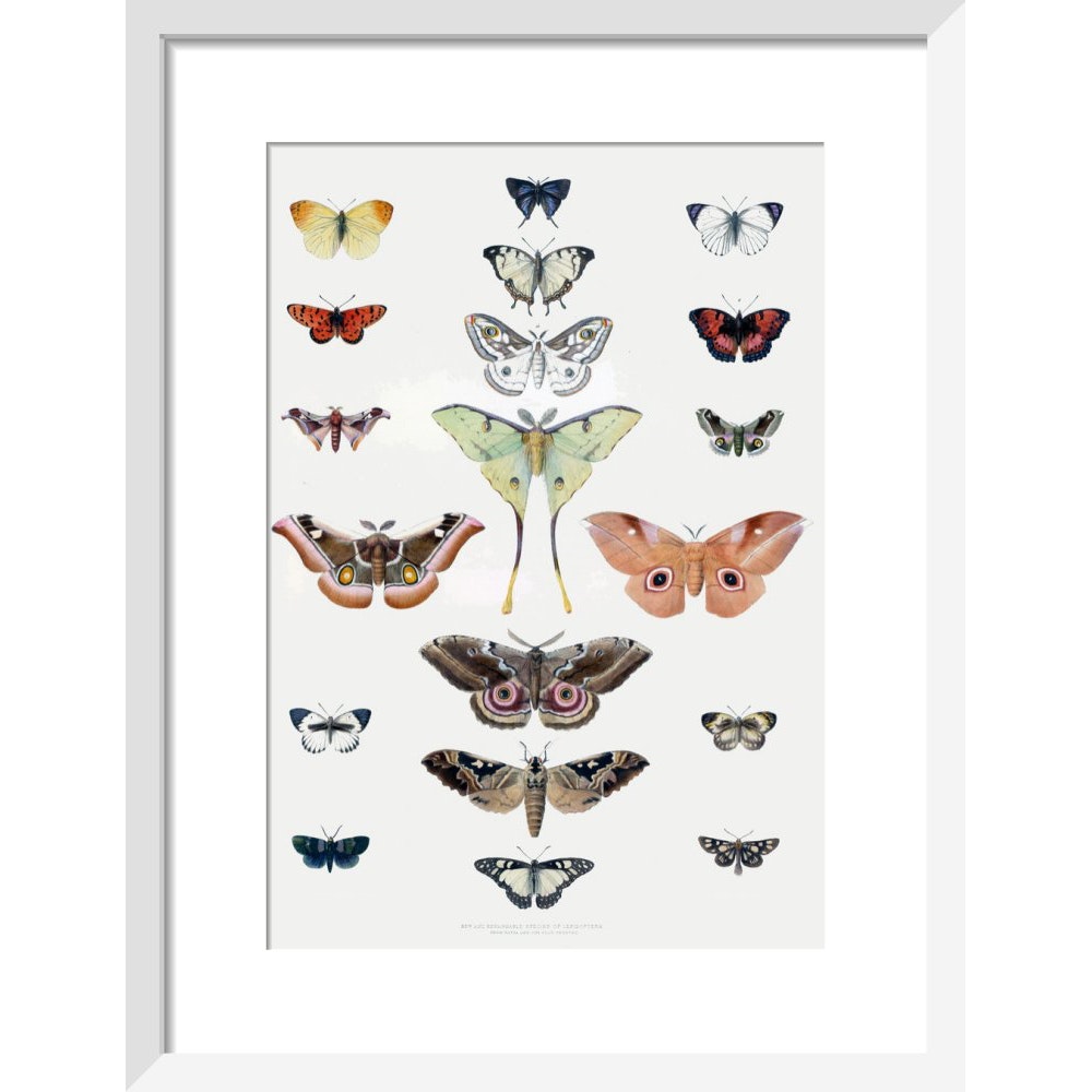 Butterflies print in white frame