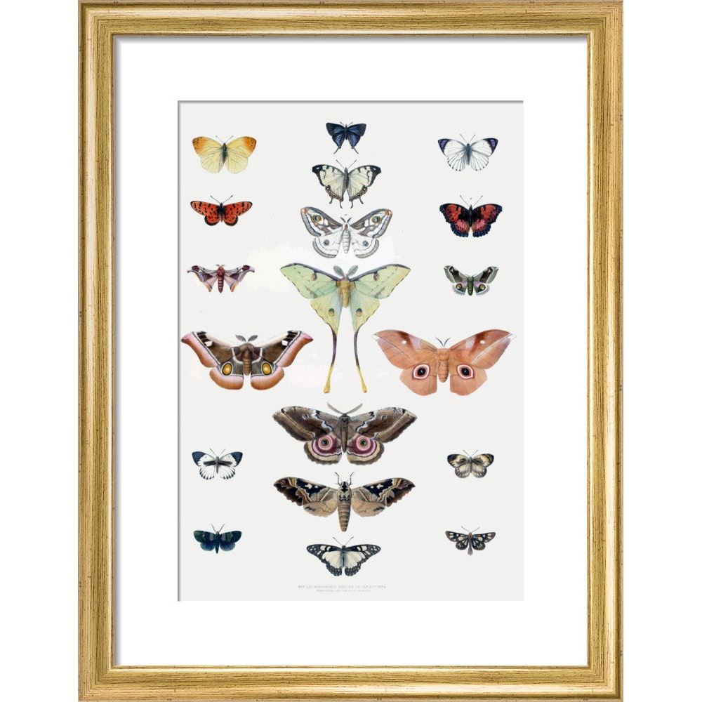 Butterflies print in gold frame