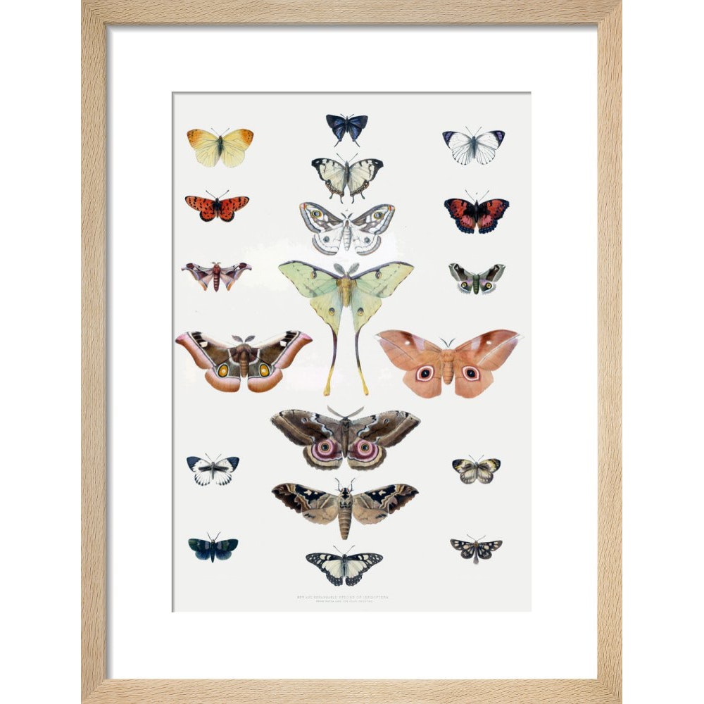 Butterflies print in natural frame