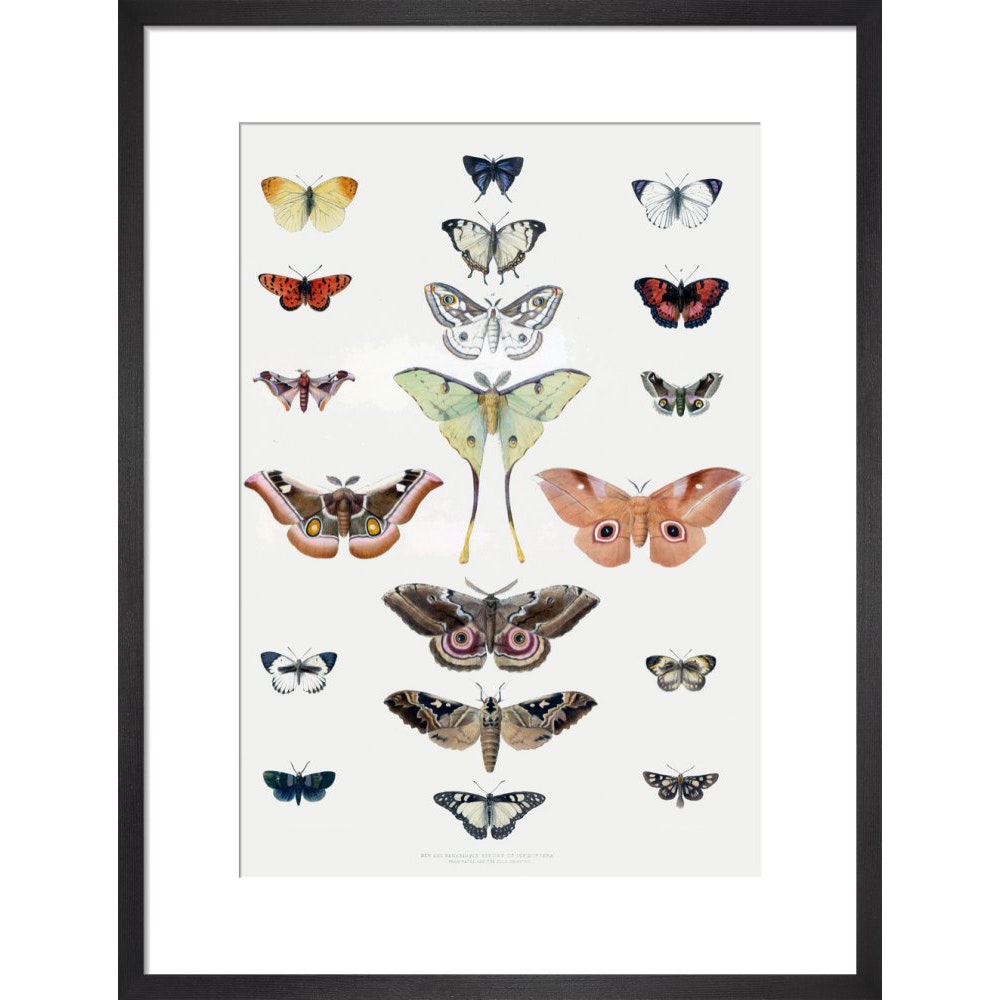 Butterflies print in black frame