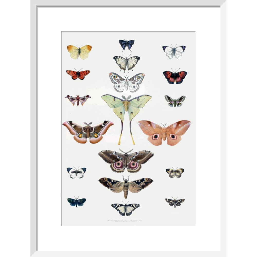 Butterflies print in white frame