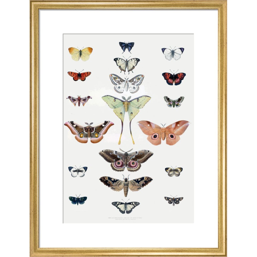 Butterflies print in gold frame
