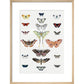 Butterflies print in natural frame