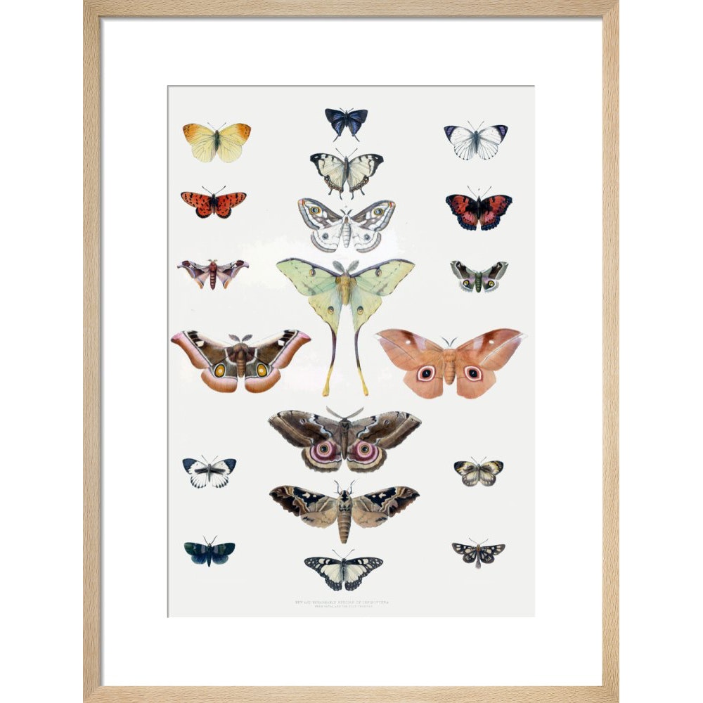 Butterflies print in natural frame