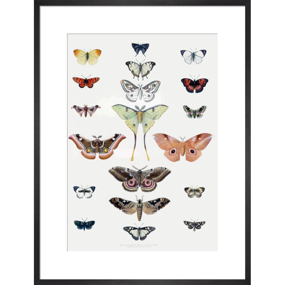 Butterflies print in black frame