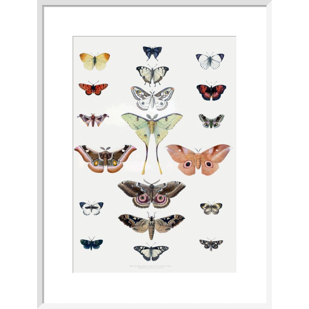 Butterflies print in white frame