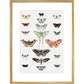 Butterflies print in gold frame