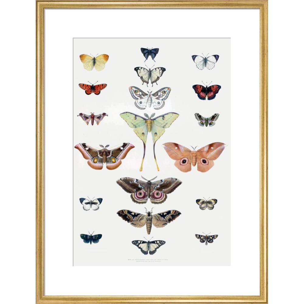 Butterflies print in gold frame