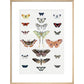 Butterflies print in natural frame